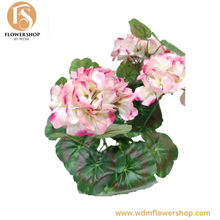 Load image into Gallery viewer, Geranium Bush (6 pcs)
