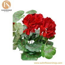 Load image into Gallery viewer, Geranium Bush (6 pcs)
