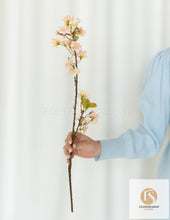 Load image into Gallery viewer, Cherry Blossom (36 Stems)
