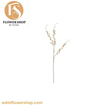 Load image into Gallery viewer, Pigeon Orchid Stems (24 Stems)
