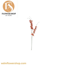 Load image into Gallery viewer, Pigeon Orchid Stems (24 Stems)
