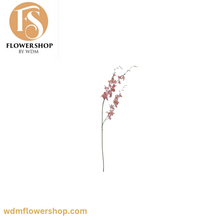 Load image into Gallery viewer, Pigeon Orchid Stems (24 Stems)
