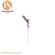 Load image into Gallery viewer, Pigeon Orchid Stems (24 Stems)
