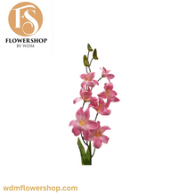 Load image into Gallery viewer, Boat Orchid (24 Stems)
