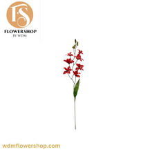 Load image into Gallery viewer, Boat Orchid (24 Stems)
