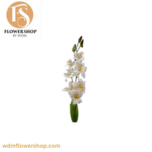 Load image into Gallery viewer, Boat Orchid (24 Stems)
