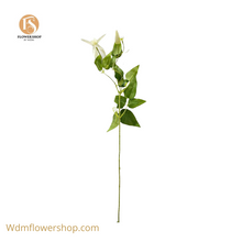 Load image into Gallery viewer, DOWNY CLEMATIS STEMS
