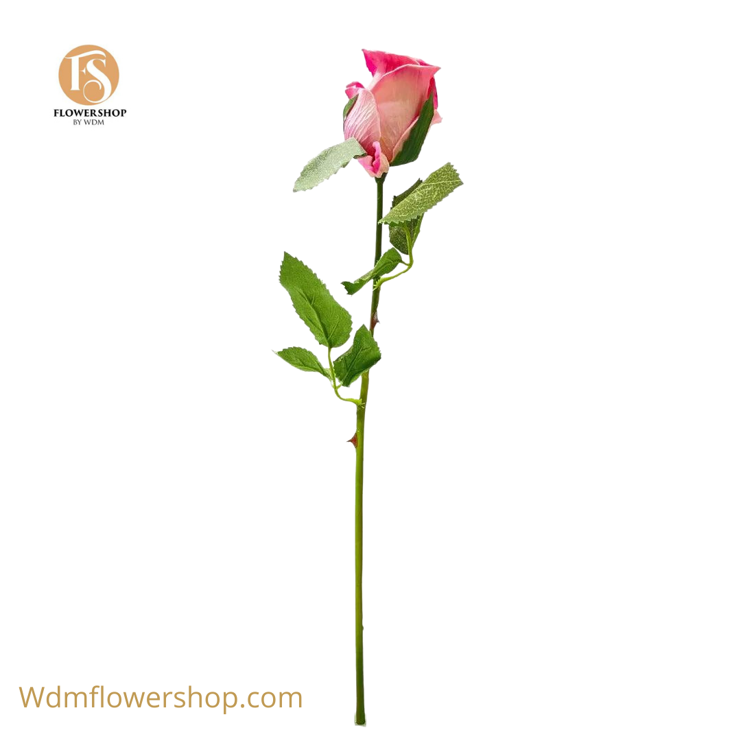 CLOSED ROSE BUD 24 Stems