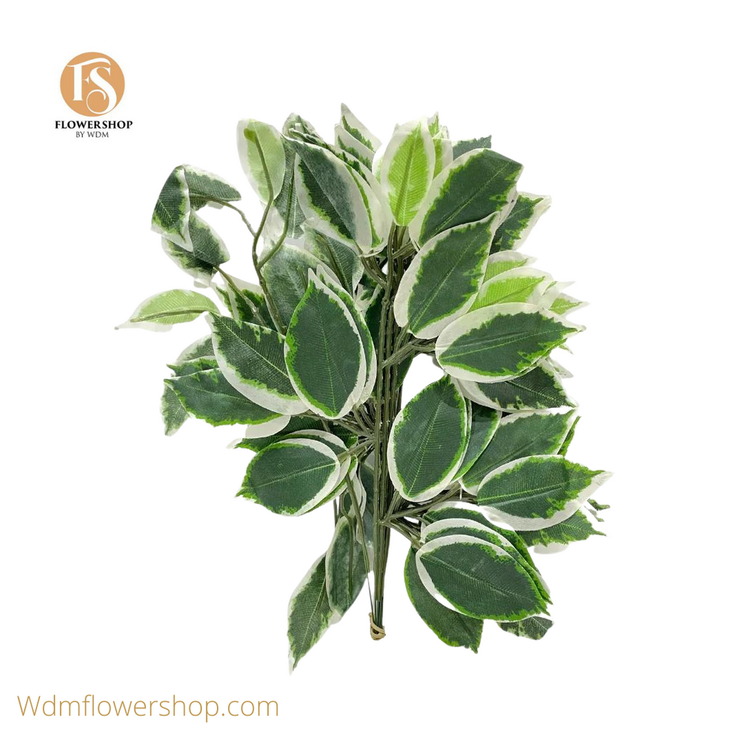 Ficus variegata (10 Stems)