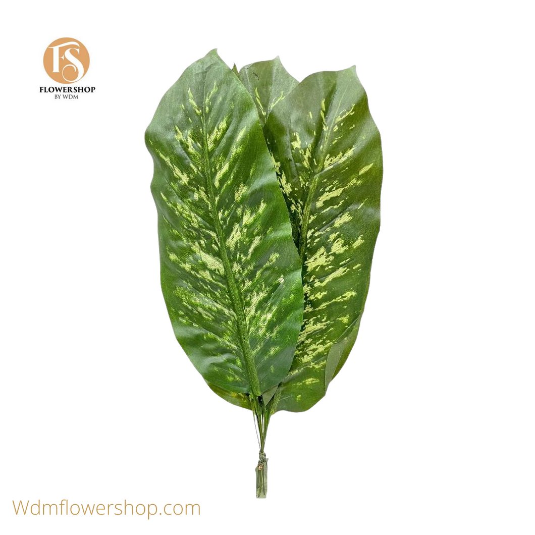 Tropic Snow (10 Leaves)
