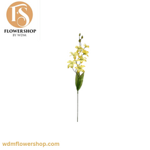 Load image into Gallery viewer, Boat Orchid (24 Stems)
